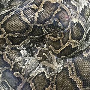 Burmese Python (Python bivitattus)