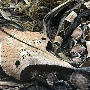 Gaboon Viper (Bitis gabonica)