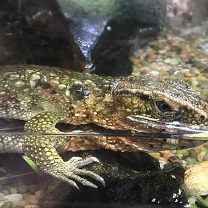 Chinese Crocodile Lizard (Shinisaurus crocodilurus)