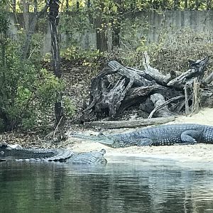 Gharial (Gavialis gangeticus)