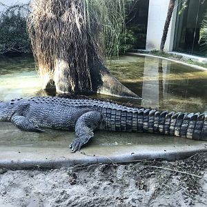 Salty the Saltwater Crocodile (Crocodylus porosus)