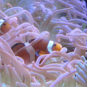 Ocellaris Clownfish at Georgia Aquarium
