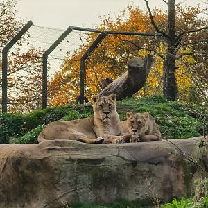 Lionesses