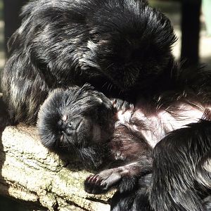 Callimicos grooming each other - Zooparc de Beauval - 09/2015