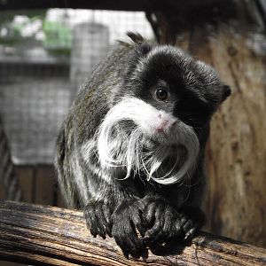 Emperor Tamarin - Zooparc de Beauval - 02/2013