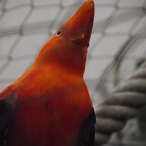 Andean Cock-of-the-Rock - Zooparc de Beauval - 01/2017
