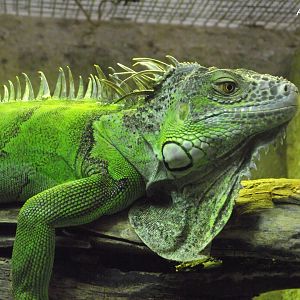 Common Green Iguana - Zooparc de Beauval - 02/2017
