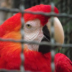 Scarlet Macaw - Zooparc de Beauval - 03/2017