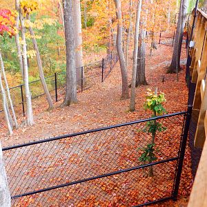 Okapi exhibit expansion at the Greensboro Science Center