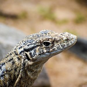 Spencer's Monitor (Varanus spenceri)