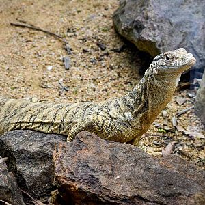 Spencer's Monitor (Varanus spenceri)