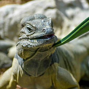 Rhinoceros Iguana (Cyclura cornuta)