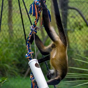 Spider Monkey Enrichment