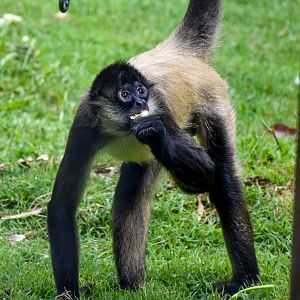 Black-handed Spider Monkey (Ateles geoffroyi)