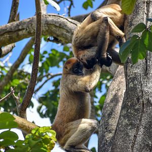 Spider Monkeys up a tree