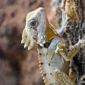 Boyd's Forest Dragon (Lophosaurus boydii)