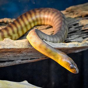 Woma (Aspidites ramsayi)