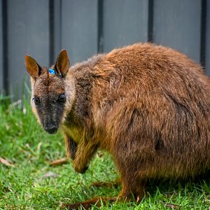 Brush-tailed Rock-wallaby (Petrogale penicillata)