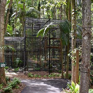 New Siamang Enclosure