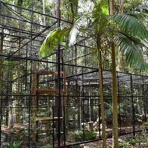 New Siamang Enclosure