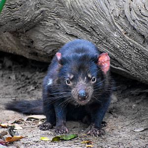 Tasmanian Devil (Sarcophilus harrisii)