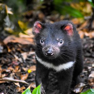 Tasmanian Devil Joey (Sarcophilus harrisii)