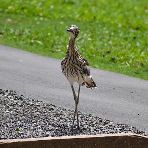 Bush Stone-curlew (Burhinus grallarius)