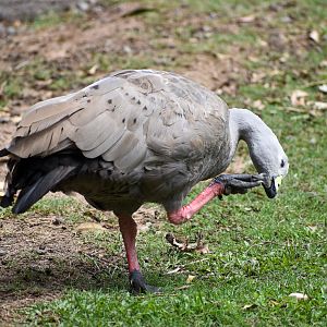 Cape Barren Goose (Cereopsis novaehollandiae)