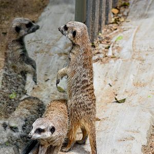 Meerkat Reflections
