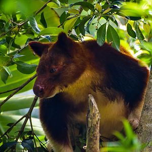 Goodfellow's Tree-kangaroo (Dendrolagus goodfellowi)