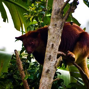 Goodfellow's Tree-kangaroo (Dendrolagus goodfellowi)