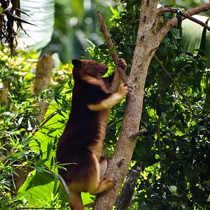 Tree-kangaroo using fully-grown tree