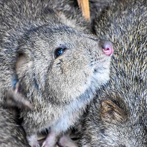 Long-nosed Potoroo (Potorous tridactylus)