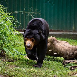Maly - Sun Bear (Helarctos malayanus)