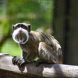 Emperor Tamarin (Saguinus imperator)