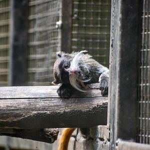 Young Emperor Tamarin (Saguinus imperator)