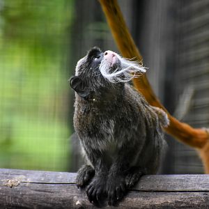 Emperor Tamarin (Saguinus imperator)