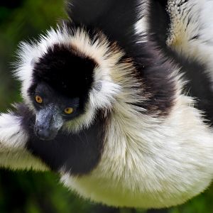 Black-and-white Ruffed Lemur (Varecia variegata)