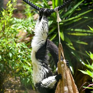 Lemur Enrichment