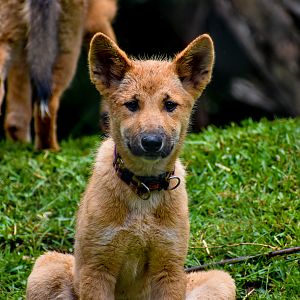 Dingo Pup