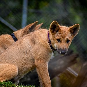 Dingo Pup