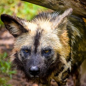 African Wild Dog (Lycaon pictus)