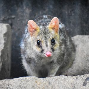 Eastern Quoll (Dasyurus viverrinus)