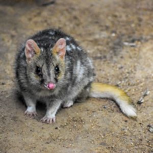 Eastern Quoll (Dasyurus viverrinus)