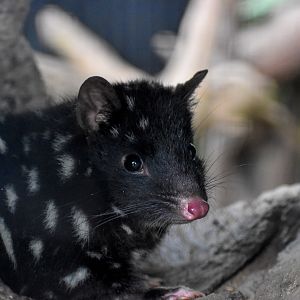 black morph - Eastern Quoll (Dasyurus viverrinus)