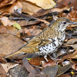 Russet-tailed Thrush (Zoothera heinei)