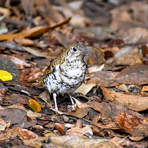 Russet-tailed Thrush (Zoothera heinei)