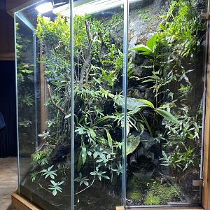 Monsoon Forest - Mixed exhibit 181021