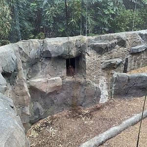 Monsoon Forest - Sumatran Orangutan 181021