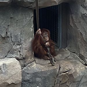 Monsoon Forest - Sumatran Orangutan 181021